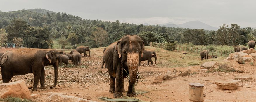 Pinnawala Elephant Orphanage is an nursery and captive breeding ground for wild asian elephants and has the largest herd of captive elephants in the world