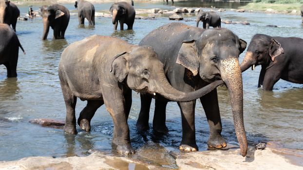 Pinnawala Elephant Orphanage is an nursery and captive breeding ground for wild asian elephants and has the largest herd of captive elephants in the world