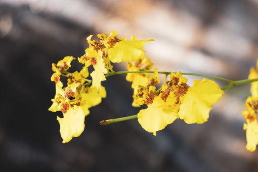 kandyan dancer flowers hitting the sun light