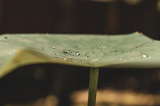 Water droplets on the Lotus Leaf