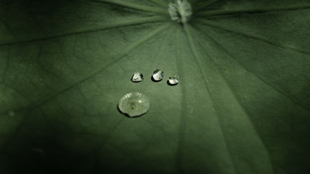 four water droplets on the lotus leaf, it is like a mysterious water creature puts foot on the leaf.