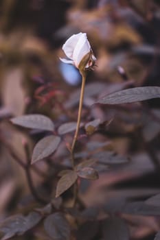 Isolated White rose bud in the garden