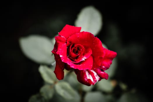 Blooming rose flower with blurred leaves close up photo.