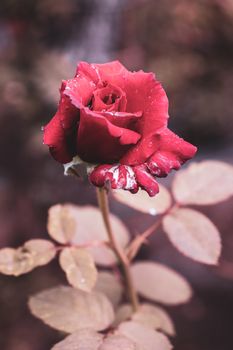 Rose flower photograph taken from side angel