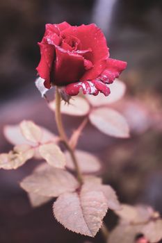 Rose flower photograph taken from side