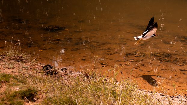 bird flying close to the lake reflection on the water