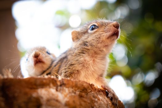 Abandoned cute baby squirrels looking out for their mother