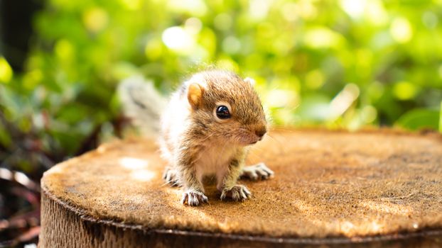 Cute abandoned Baby squirrel looking at camera