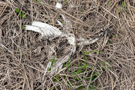 dead white cattle egret bird's corpse