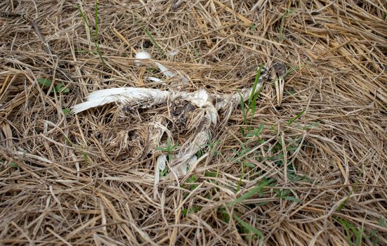 dead white cattle egret bird's corpse