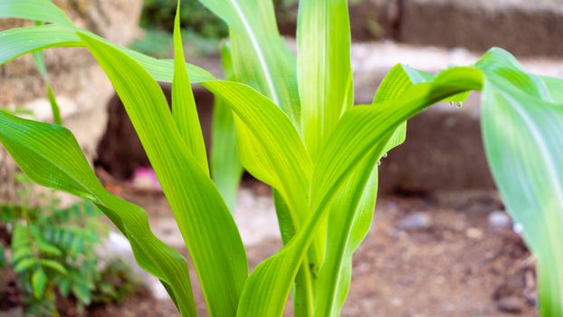 beautiful pattern on the young green corn leaves