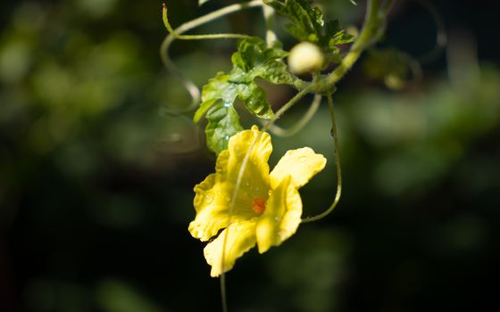 Bitter melon flower glowing in the early light