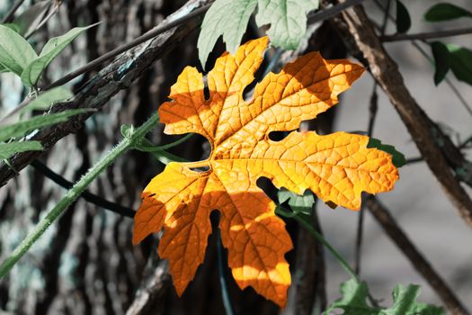 high saturated golden bitter melon leaf