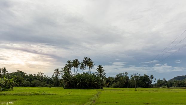 sunset photograph of paddy field in kapuhempala