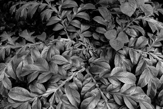 Black and White tree leaves pattern in nature