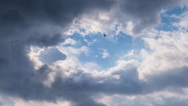 Long distant bird free flight against moody clouds