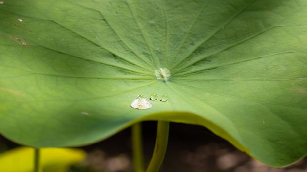 few water drops on lotus leaf morning sun light