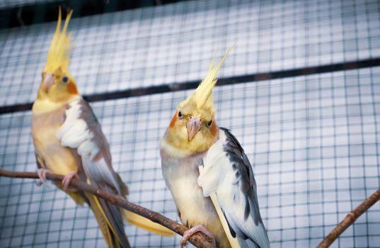 Cocktail parrot pet couple in caged environment