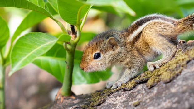 Hungry little Baby squirrel looking afraid