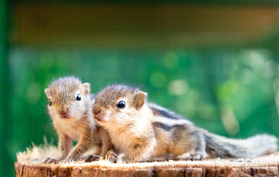 Cute hungry little Baby squirrels looking out for their mother