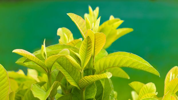 young and bright guava leaves