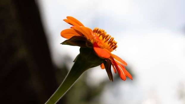 Orange Daisy Shiny petals in morning light