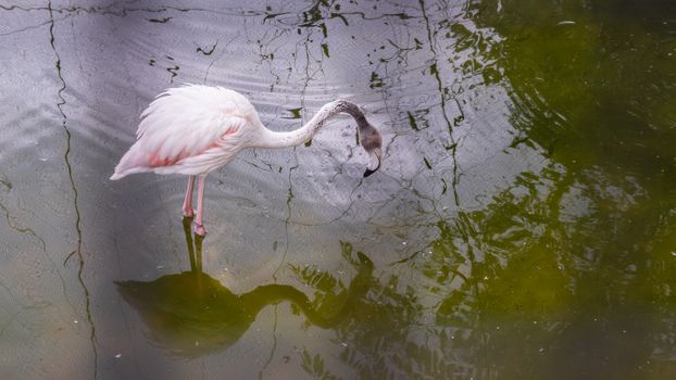 White flamingo in pond taken from above