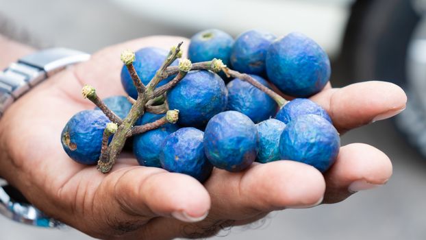Ceylon blue olives in hand photograph
