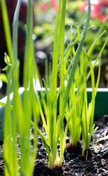 light passes through onion plants