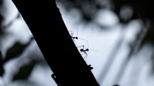 Ants silhouette in the dark tree trunk close up