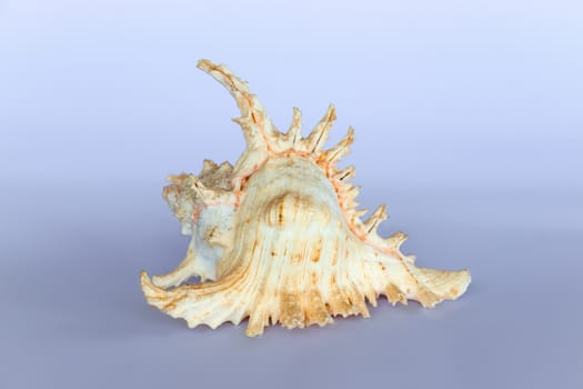 Ramose Murex Shell side view on a neutral background