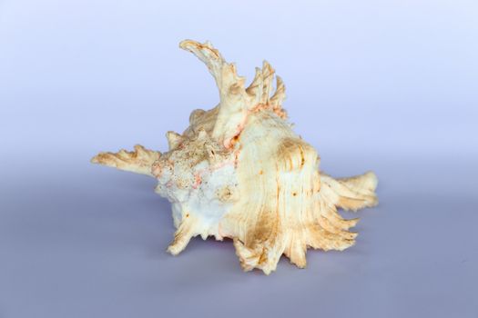 Ramose Murex Shell front view on a neutral background