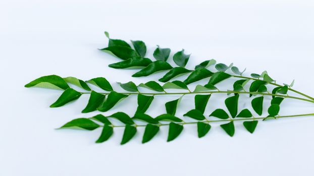 Bunch of fresh Curry Leaves on a white background horizontal