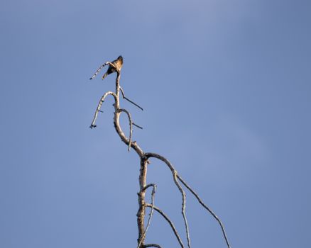 Red Vented Bulbul Bird on top of dead tree branch