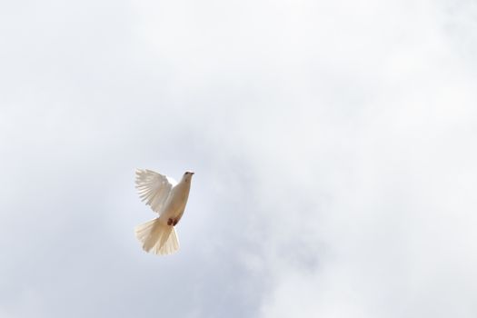 "The symbol of peace" White pigeon flying in the sky