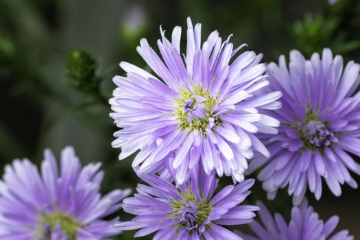 Purple Corn Marigold flower known as kapuru flower in sri lanka