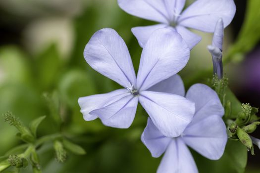 Small Blue Plumbago Flower macro out of focus background photograph