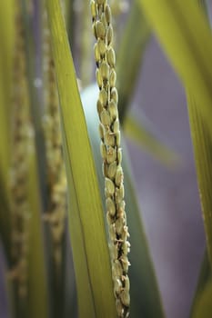 Rice plant ready for the harvest macro close up photograph