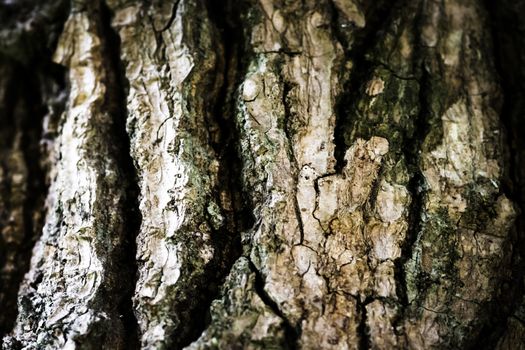 Tree trunk close up photograph