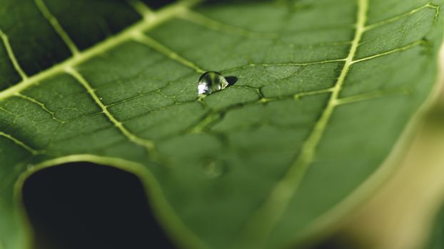 Life lines of a Leaf macro photograph