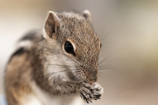 Young Female Sri Lankan Squirrel eating rice close up photograph