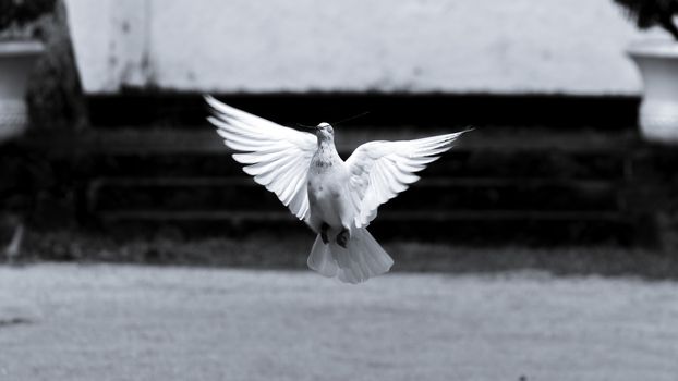 Black and white photograph of a pigeon "symbol of hope and peace" flying in low altitude