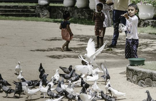 Galle, Southern Province / Sri Lanka - 06 07 2020 :Young boy feeding pigeons, throwing corn seeds