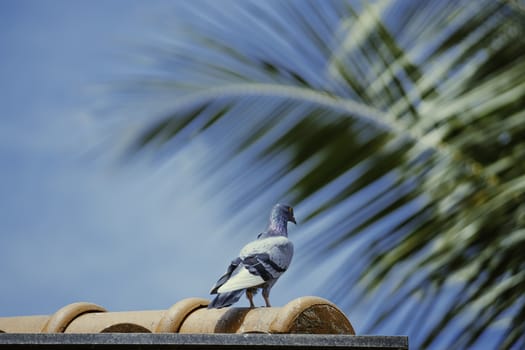 Colorful pigeon sitting on rooftop facing against blue sky