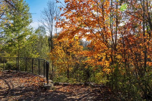 Beautiful, orange maples near the path in the forest park on a warm autumn day