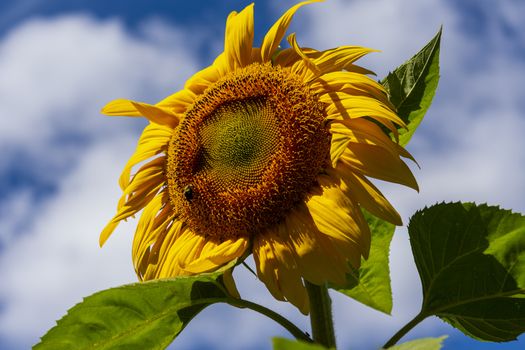 Sunflower with golden head and green leaves on a blue sky background with white clouds