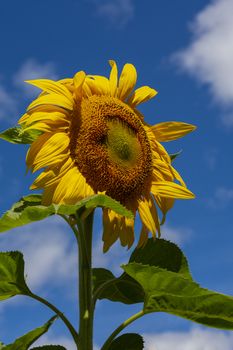 Sunflower with golden head and green leaves on a blue sky background with white clouds