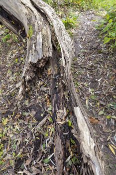 Three young birches grow on the side of the road in the city park