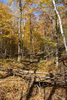 Dry over summer stream in wild forest among fallen trees