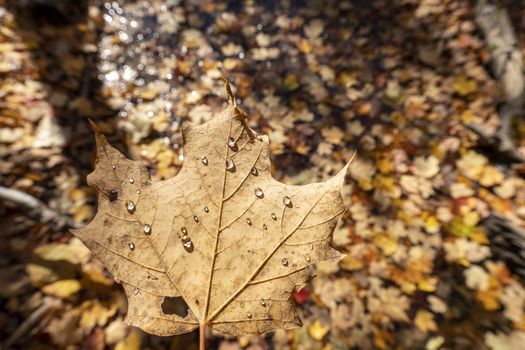 Autumn dried maple leaf with small raindrops against background with fallen leaves